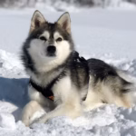 Alaskan Klee Kai (Mini-Husky)