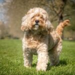Cavapoo