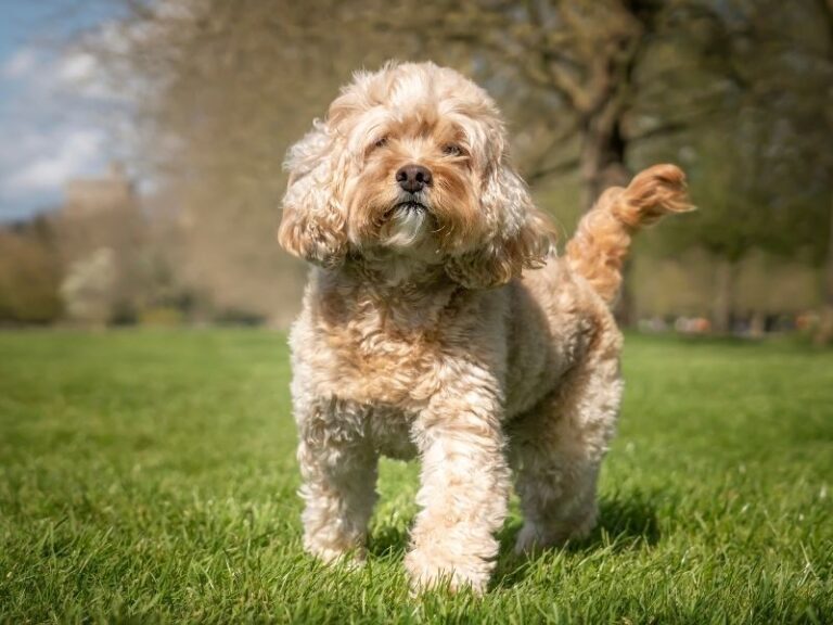 Cavapoo
