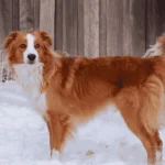 English Shepherd