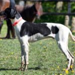 Eurohound