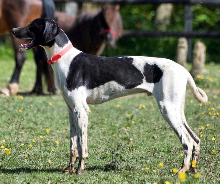 Eurohound
