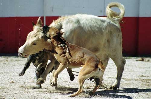 Alano caracter