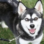 Alaskan Klee Kai (Mini-Husky)