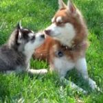 Alaskan Klee Kai (Mini-Husky)
