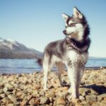 Alaskan Klee Kai (Mini-Husky)
