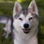 Alaskan Klee Kai (Mini-Husky)