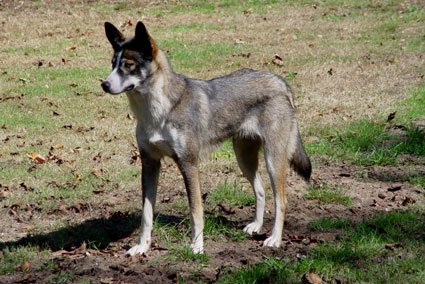 American Indian Dog standing in nature