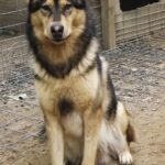 Американський індіанський собака