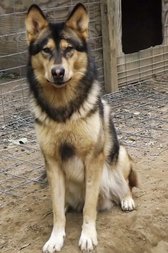 American Indian Dog puppy