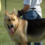 Американська тундрова вівчарка
