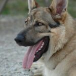 Американська тундрова вівчарка