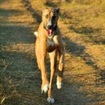 American Staghound