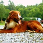 English Shepherd