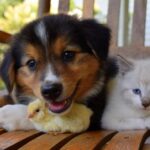 English Shepherd