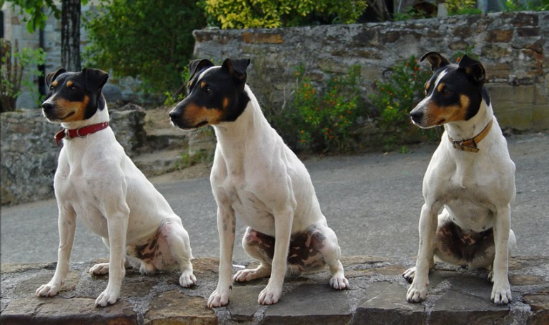 Ratonero Bodeguero Andaluz