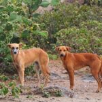 Aruba Dog (Chien de campagne d'Aruba)