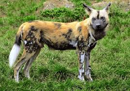 Lycaon en alerte