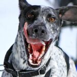 Eurohound