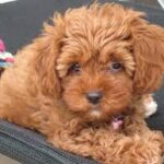 Cavapoo