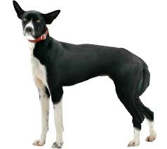 American Indian Dog portrait