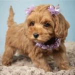 Cavapoo