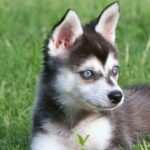 Alaskan Klee Kai (Mini-Husky)