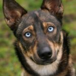 Американський індіанський собака