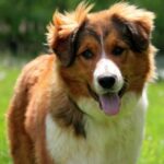 English Shepherd