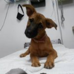 Aruba Dog (Chien de campagne d'Aruba)