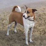 Aruba Dog (Chien de campagne d'Aruba)