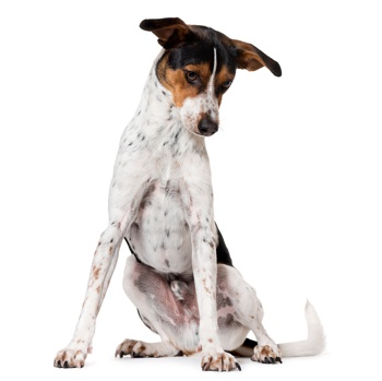 Ratonero Bodeguero Andaluz dans la nature