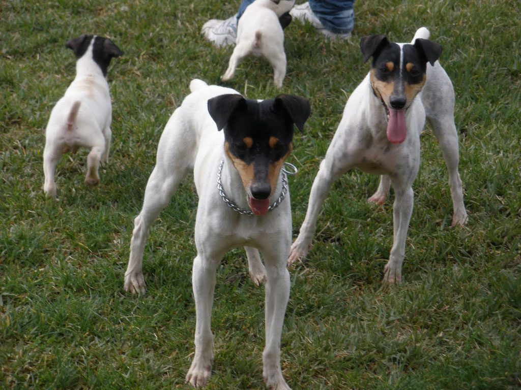 Chiot Bodeguero jouant