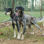 Eurohound