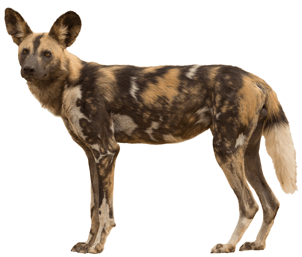 Profil d'un chien sauvage d'Afrique