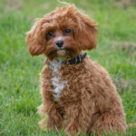 Cavapoo