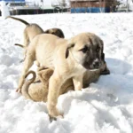 Kangal