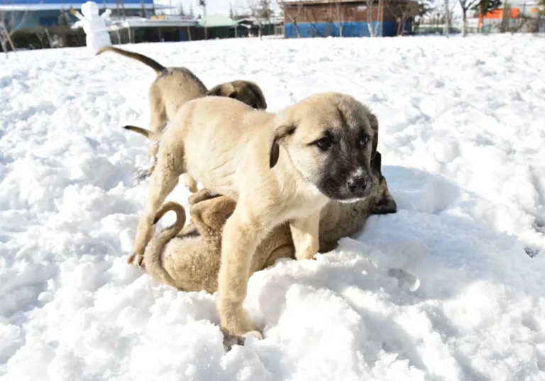 Kangal
