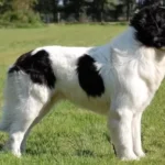 Bulgarian Shepherd Dog (Câinele Karakachan)