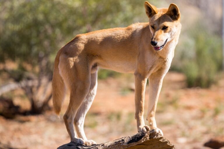 Pies karoliński (Amerykański dingo)