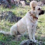 Kangal