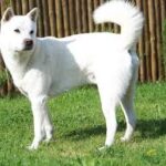 Kishu Ken (Kishu Inu)