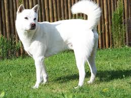 Chien Kishu Ken debout dans la nature