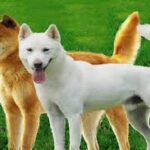 Korean Jindo