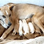 Kretischer Hund