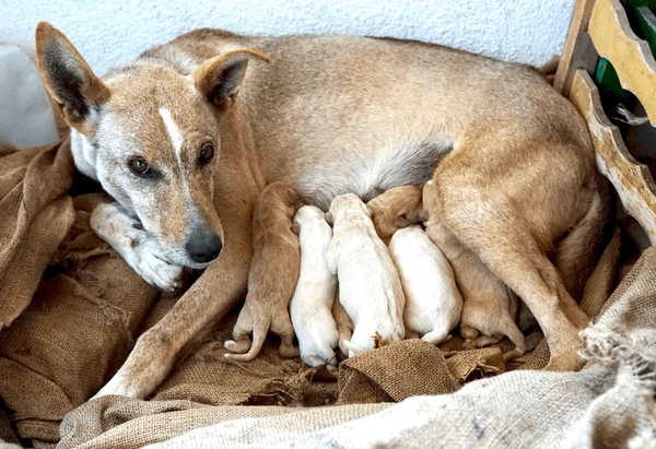 Madre Kritikos Ichnilatis con cachorros