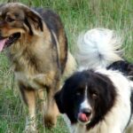 Bulgarian Shepherd Dog (Câinele Karakachan)