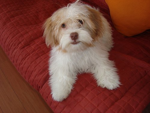 Chien Kai Leo assis