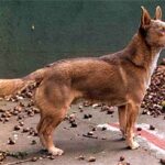 Can Guicho (Quisquelo)