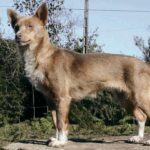 Can Guicho (Quisquelo)
